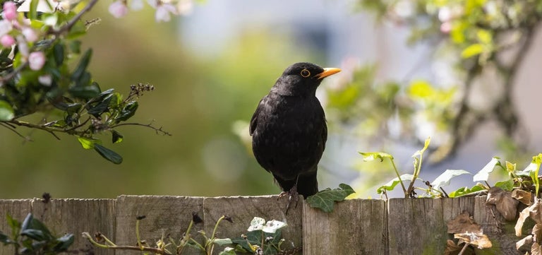 Help blackbirds as virus threatens to decimate numbers
