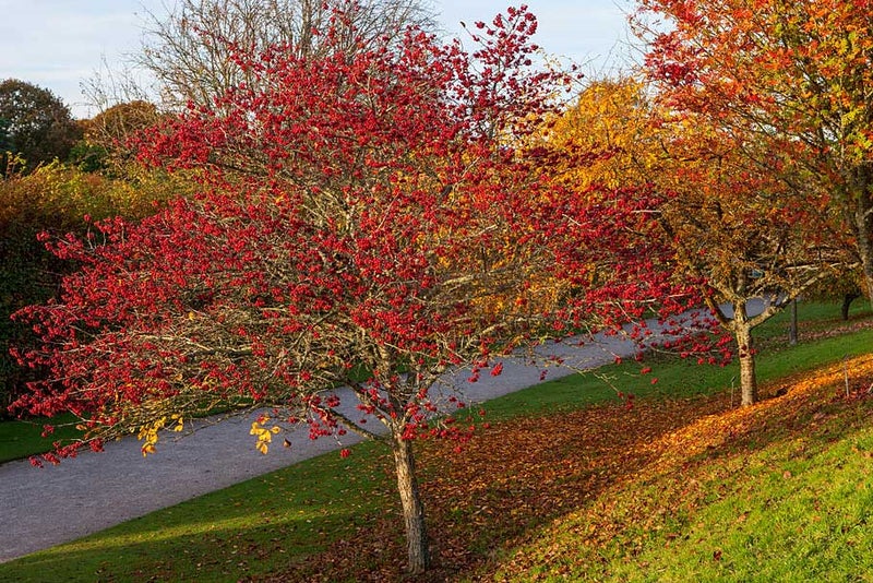 Tree-forming hawthorn