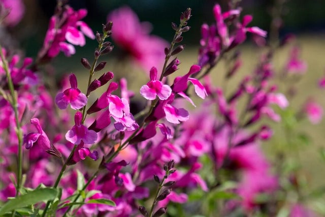 Discover long-lived border salvias