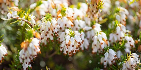 Erica / RHS Plant Guide