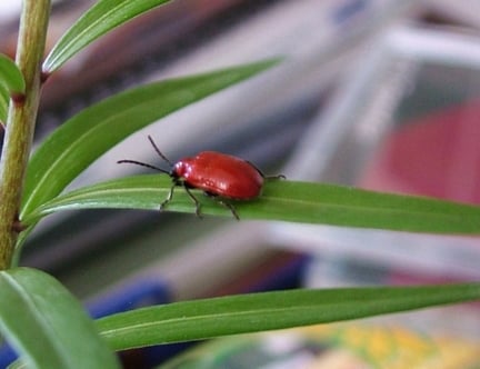 Lily beetle