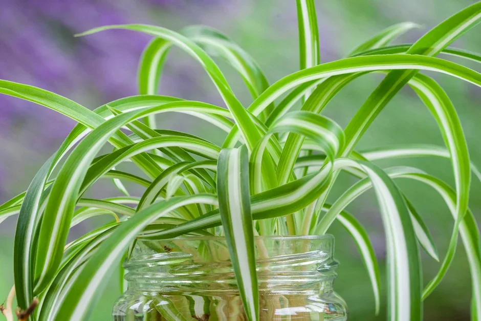 1. Spider plant (Chlorophytum)