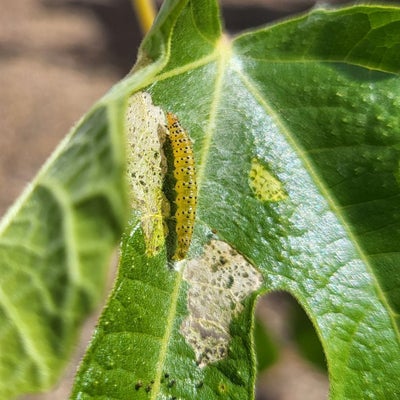 Fig leaf skeletoniser <i>Choreutis nermorana</i>