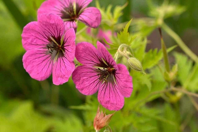 Buy hardy geraniums