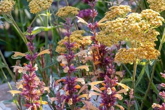 Agastache-Peachie-Keen