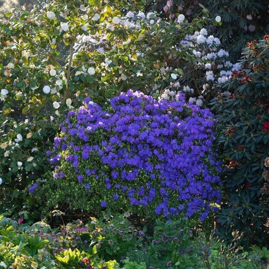 Plants such as rhododendrons and camellias enjoy acidic soils