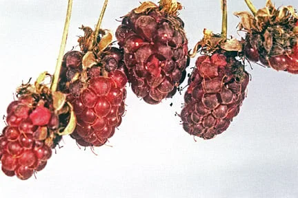 Controlling Raspberry Patches Raspberry viruses: Symptoms & Control | RHS Advice