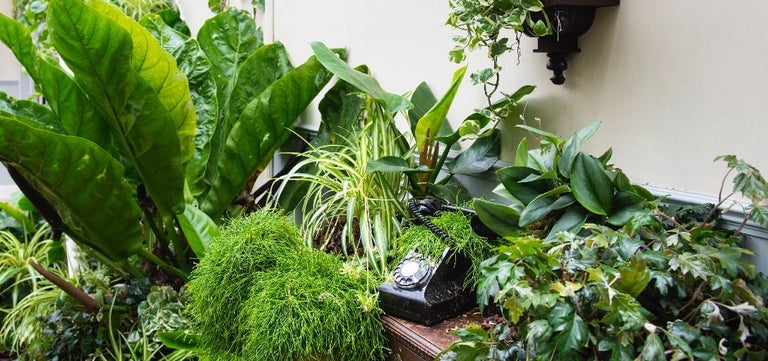 Best houseplants for dark and shady rooms