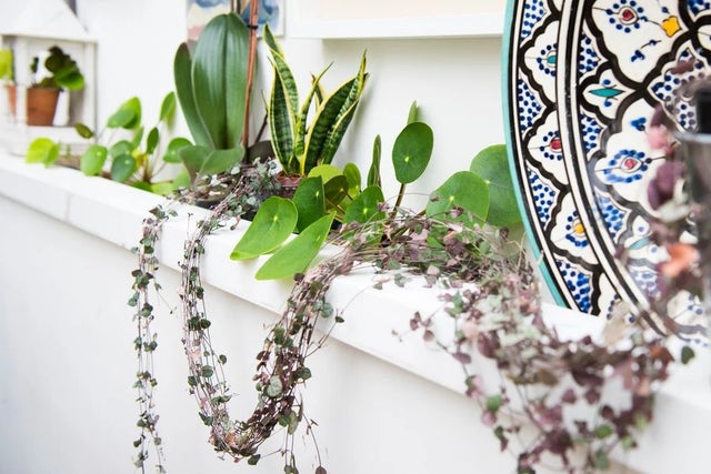 Houseplants
