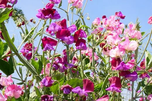 English Sweet Peas