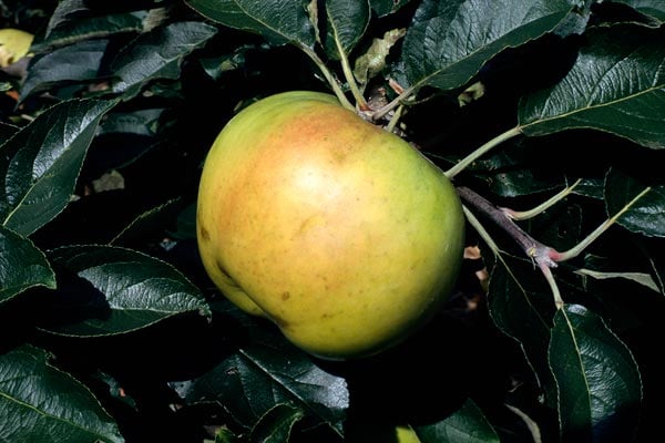 ‘Warner's King’ AGM