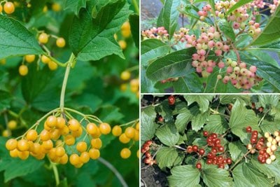 Viburnum for ornamental & colourful fruit