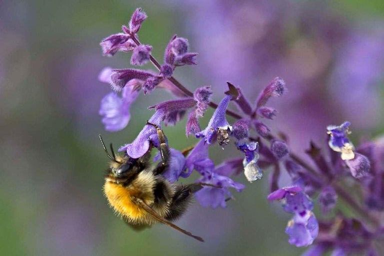 RHS Plants for Pollinators