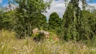 Thumbnail for slide 1