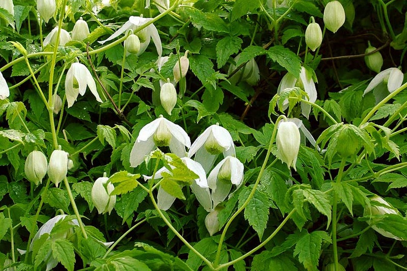Spring fresh
