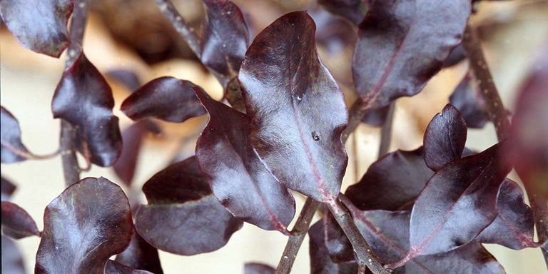 Buy pittosporum from RHSplants.co.uk