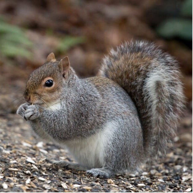 Grey squirrel RHS / Oliver Kite