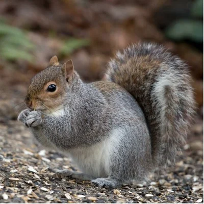 Grey squirrel RHS / Oliver Kite