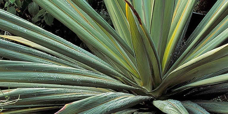 Buy cordylines from RHSplants.co.uk