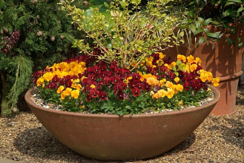 How to plant up a container: Expert Guide | RHS Advice