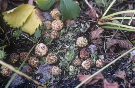 French Rabbit Pest Rabbits in Gardens: Deterrent Tips | RHS Advice