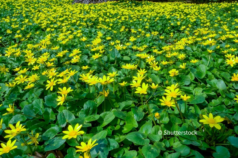Lesser celandine
