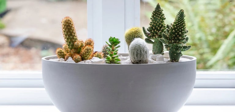 Weekend project: Make a cactus bowl