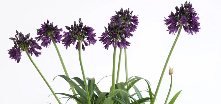 RHS Plant of the Year 2023: Agapanthus Black Jack