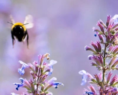 Gardening for the environment