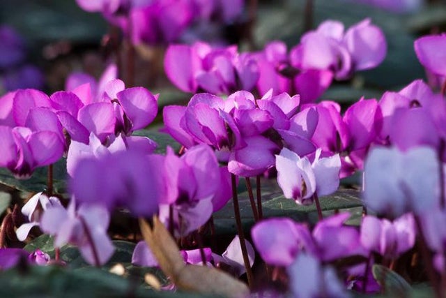 Find suppliers of <i>Cyclamen coum</i>