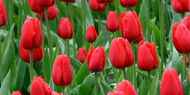 Buy tulips from RHSplants.co.uk