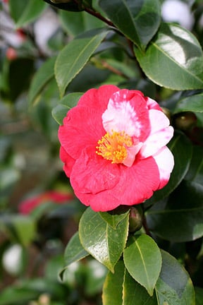 Flower Balling: Causes & Prevention | RHS Advice