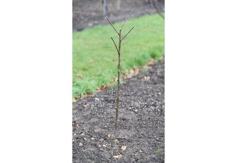 Apples and pears: pruning new trees | RHS Advice