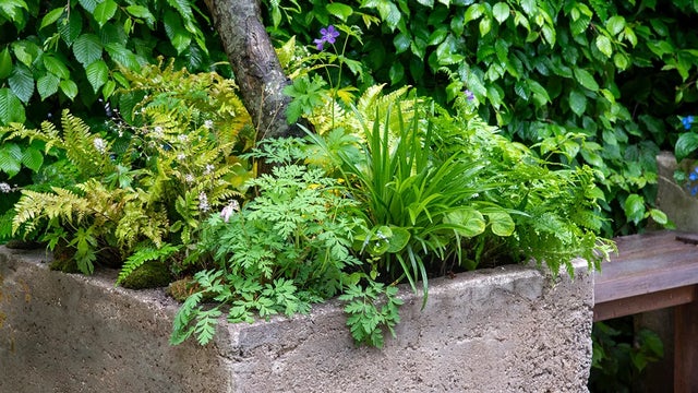 RHS guide to Container gardening