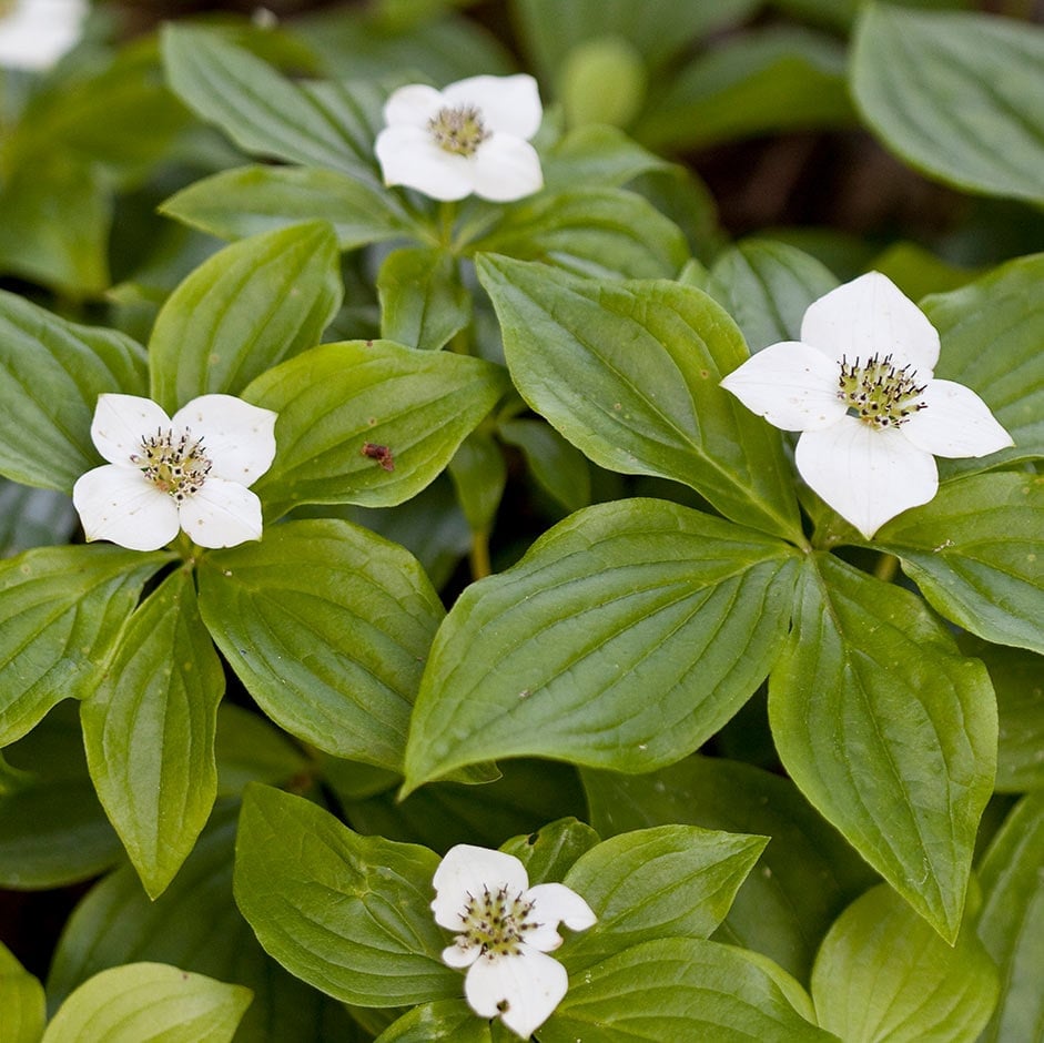 Ground cover plants | RHS Advice