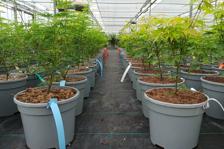 Everything you need to know about going peat-free, for gardeners and industry