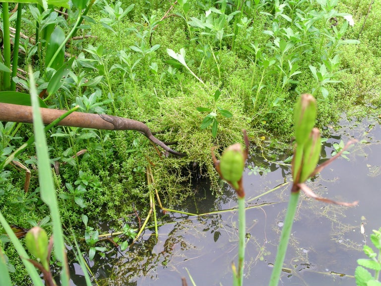 Invasive non-native plants
