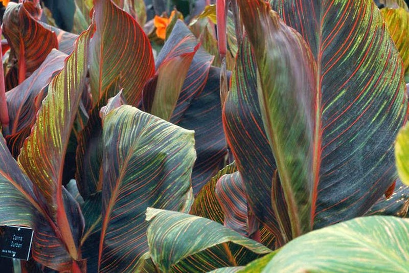 Tropical showstopper
