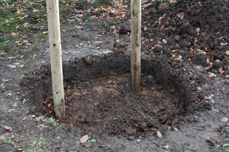 How to Stake a Tree | RHS Advice