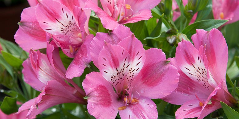 Buy alstroemerias from RHSplants.co.uk