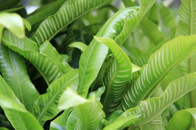 Find the right plant for your garden