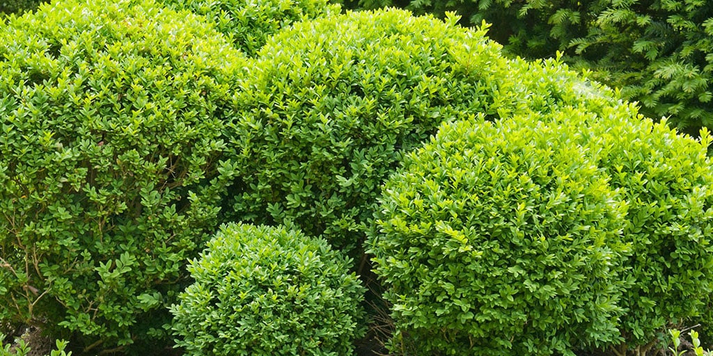 Box (Buxus) / RHS Plant Guide