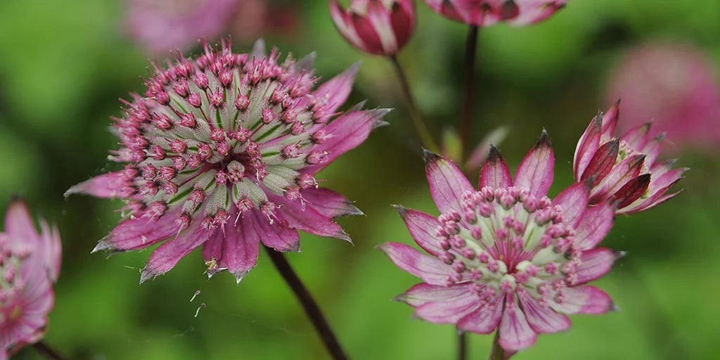 Astrantias / RHS Plant Guide