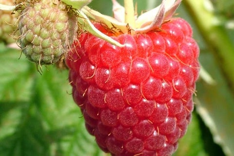 Raspberry Rakia How to grow raspberries | RHS Guide