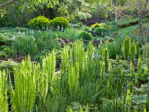 Explore hardy ferns that come in many diverse forms