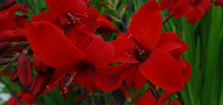 10 award-winning bulbs to add interest to your summer border