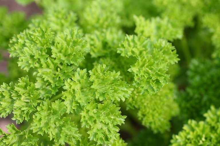 Buy parsley at RHSplants.co.uk