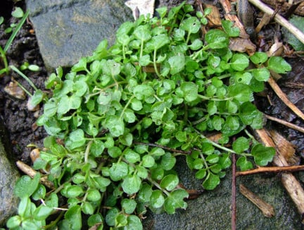 How to identify common weeds