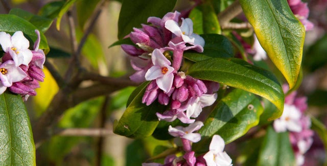 Learn about growing and caring for dapnes