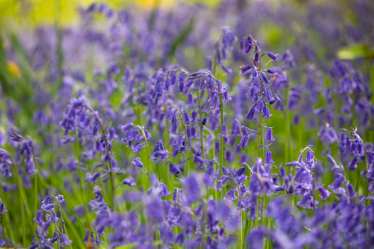 Bluebells